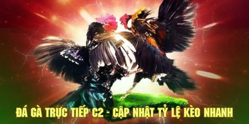 Hội viên sẽ được cập nhật các tỷ lệ kèo tham gia đá gà chính xác