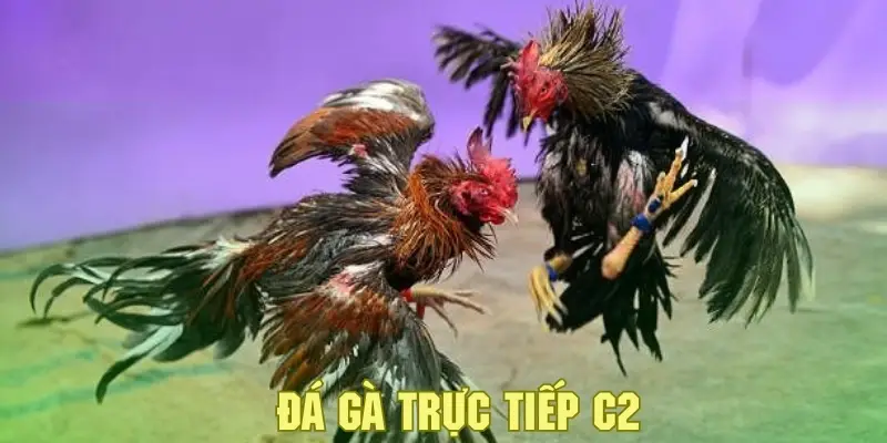 Đá Gà Trực Tiếp C2 - Khám Phá Sân Chơi Cá Cược Đặc Sắc 1 Giới thiệu về hình thức đá gà trực tiếp C2 tại thương hiệu nổi bật QQ88