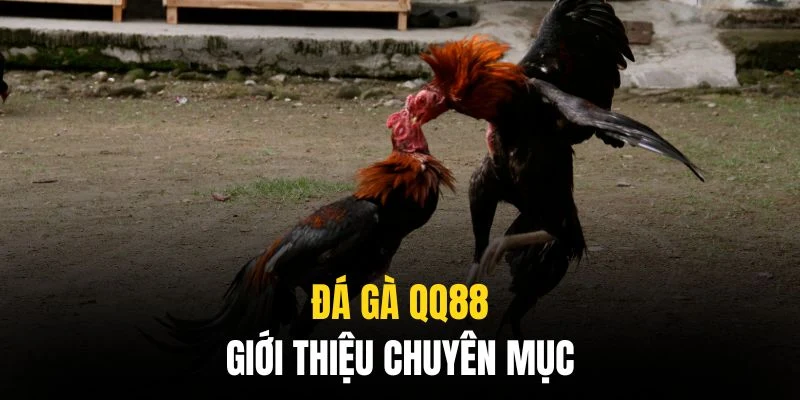 Đá gà QQ88 là chuyên mục cá cược rất thu hút